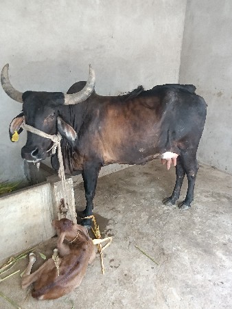 ગાય વેચવાની છે