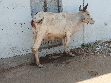 ગાય વેચવાની છે