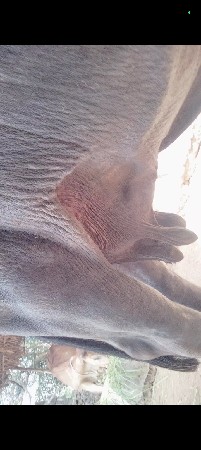 આ ભેંશ વેશવાની છે વેતર સોથુ