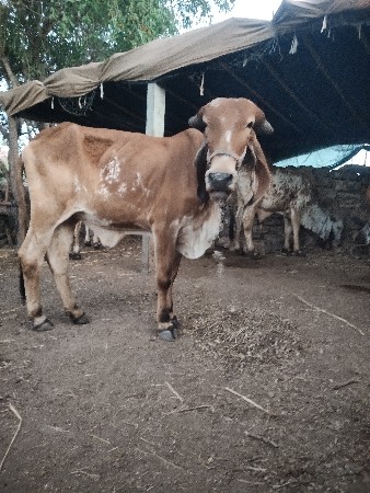 વાંસળી દેવાની સે