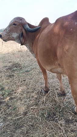 ગીર કાબરી