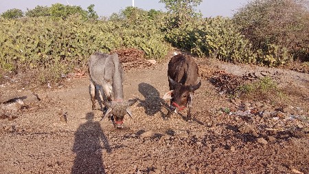 ચાર ચાર દાતે