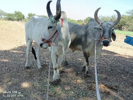 25,000 કિંમત બે વાવણી આપેલા