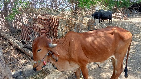 બળદ વેચવાના છે