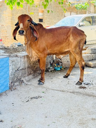 ઓરીજનલ ગીર વાછડી વેચવાની છે