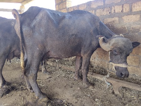 બે  ભેસો વેચવાની સે