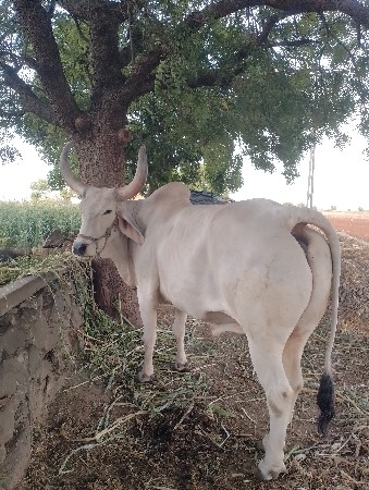 થંબનેલ 2