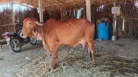 વેચવાની છે