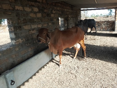 વેચવાની છે. ગાય માતા ને