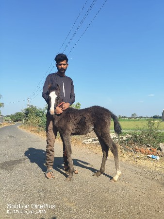 થંબનેલ 3