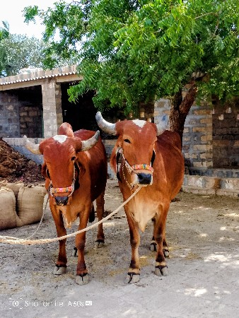 ગોઢલા વેચવાના છે