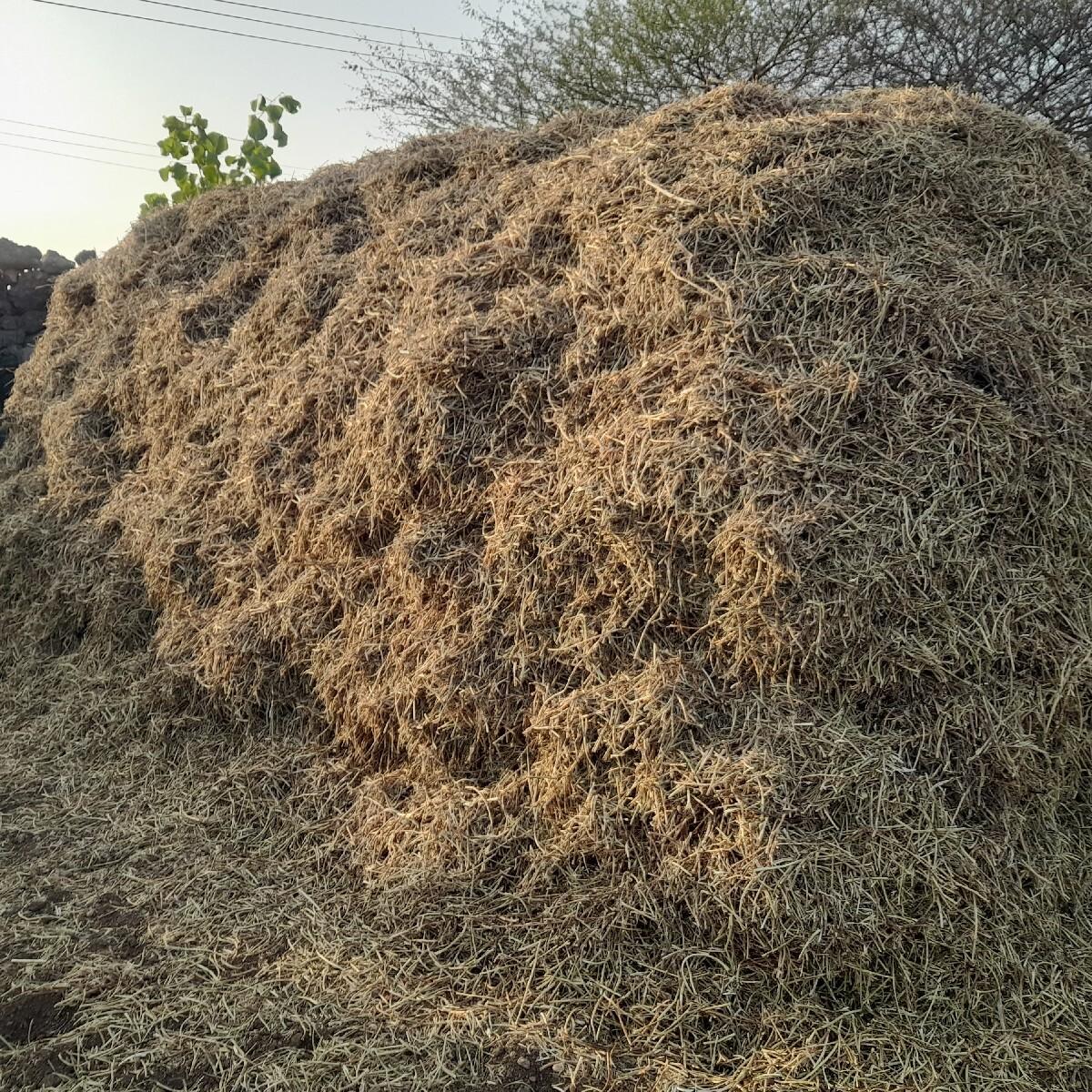 માંડવી નો સારો વેચવાનો છે