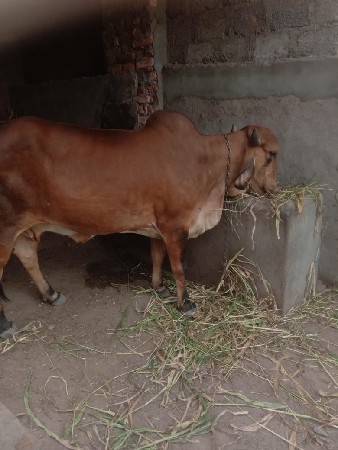 ગાય વેચવાની છે
