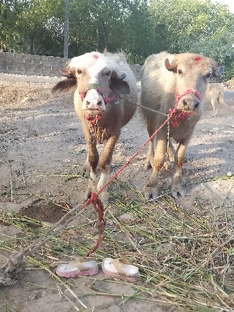 थंबनेल 3