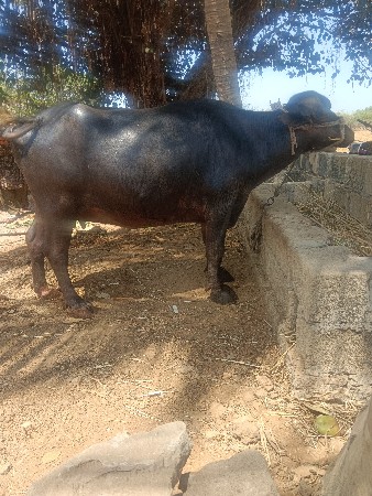 ભેંસ વેસ વાની સે