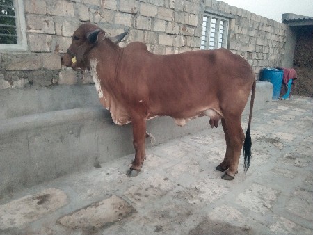 બીજું વેતર વૈસે 10-15 દીવસની