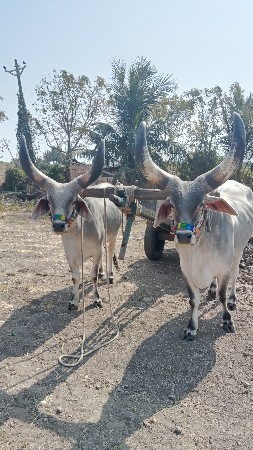 थंबनेल 2