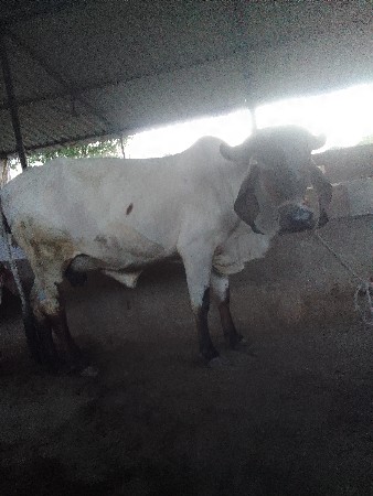 ગીર ગાય વેચવાની છે