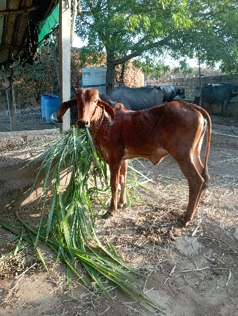 વાછડી વેચવાની છે