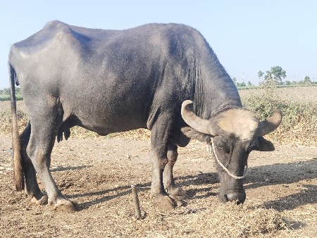 થંબનેલ 3