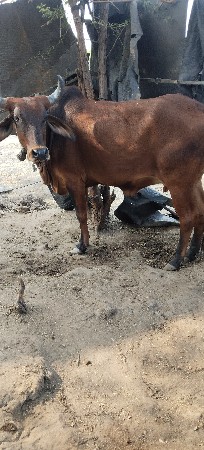 તણ.દેશી ગાય વેચવાનીછે