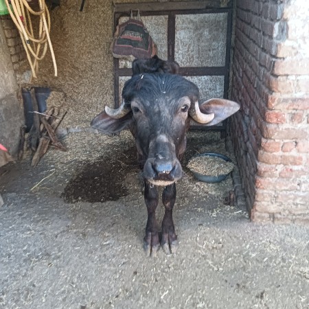 17 મહિના ની પાડી