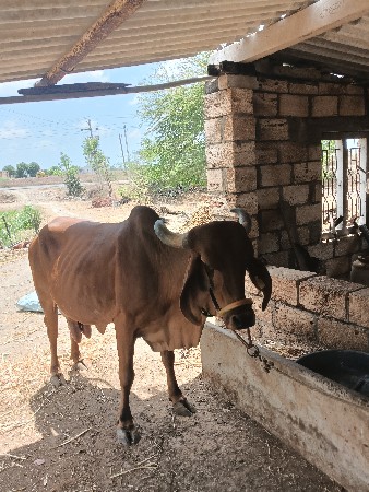 થંબનેલ 3