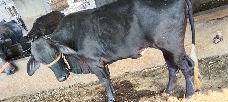 थंबनेल 3