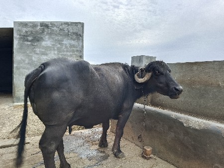 થંબનેલ 2