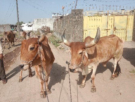 थंबनेल 2