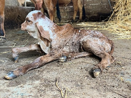 થંબનેલ 5