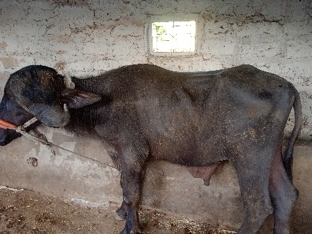 थंबनेल 2