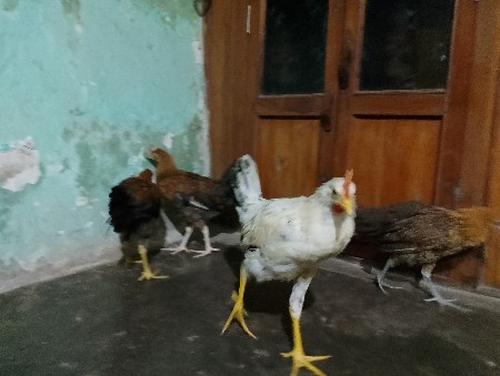 थंबनेल 3