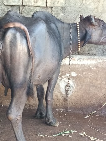 આ ભૈસ વેચવાની છે