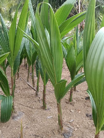 ડીટી રોપ બનાવવા માટે