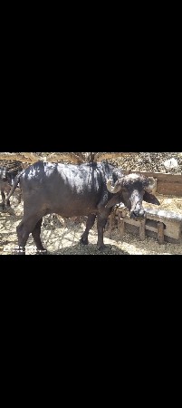 9723197610 ફોન કરો