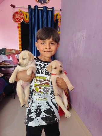 kutri vech vani che lebra dog