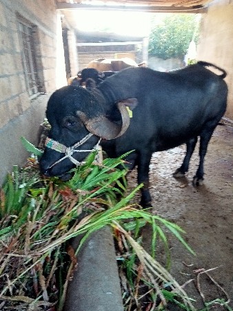 બીજું વેતર‌ ગાભનિ છે