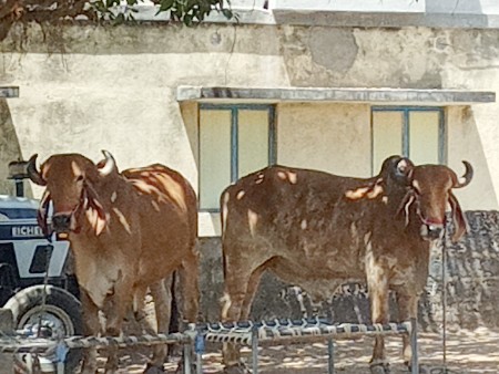 ગોઢલા વેચવાના છે