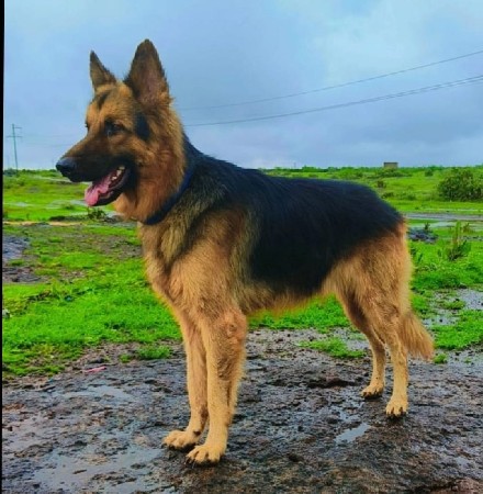 જર્મન શેફર્ડ કુતરો વેચવાનો છે