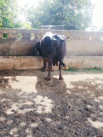 थंबनेल 2