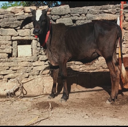 थंबनेल 3