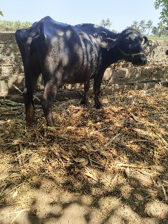 थंबनेल 2