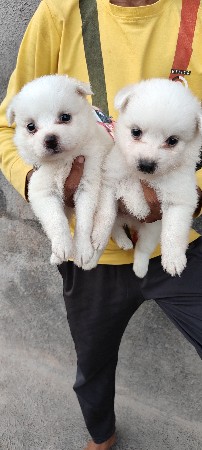 પોમેરિયન કૂતરો