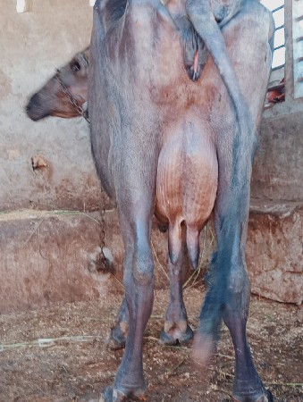 ભેશ વેછવાની છે તેજુ વેતર છે