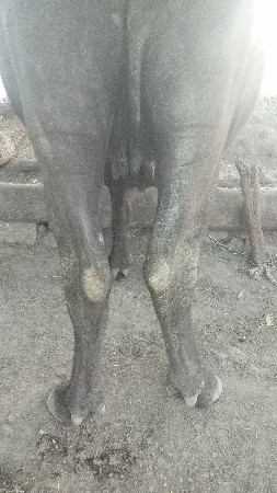 ભેંસ વેચવાની છે