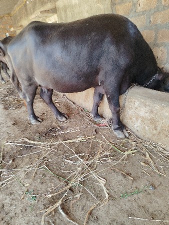 2 ભેસ વેચવાની છે