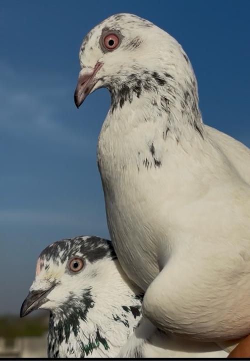 થંબનેલ 2