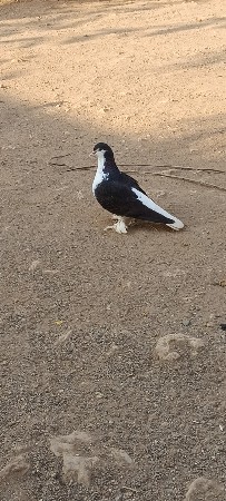 કબૂતર સીરાજી માદી