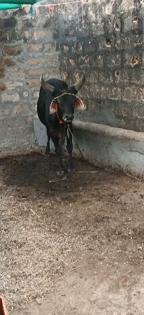 તેલાવડાનો છે